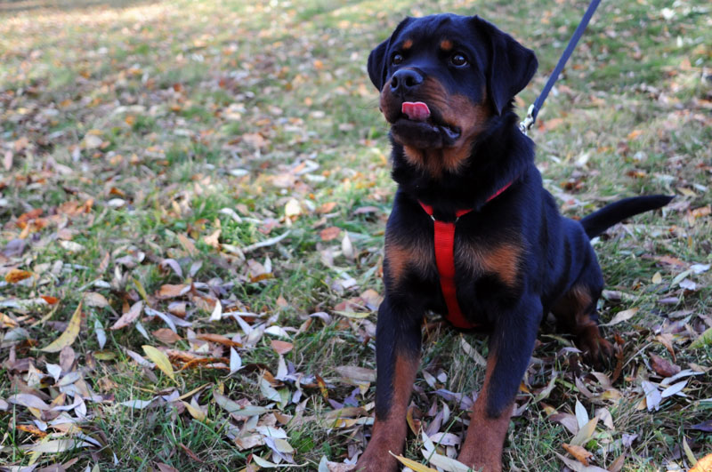 Rottweiler obeying her sit command.